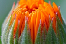 Calendula-bud
