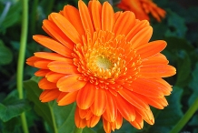Calendula-close-up-flowers