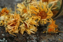 Calendula-dried