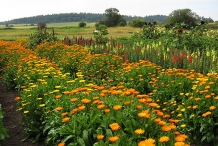 Calendula-farm