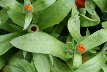 Calendula-leaves