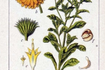 Calendula-plant-illustration