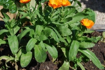 Calendula-plant