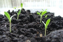 Calendula-sprouts