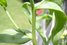 Calendula-stem