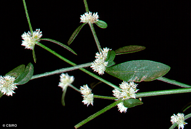 Flowers-of-Calico-plant