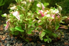 Calico-plant