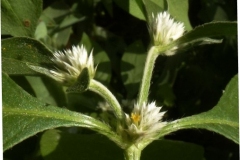 Closer-view-of-leaf-blades-and-flowers-of-Calico-plant