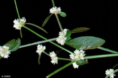 Flowers-of-Calico-plant