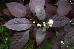 Leaves-of-Calico-plant