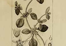 Plant-Illustration-of-Calico-plant