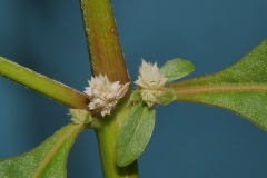 Stem-of-Calico-plant