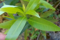 California-Bay-leaves