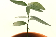 California-Bay-plant