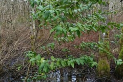 California-Bay-small-tree