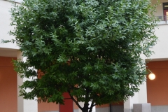 California-Bay-tree