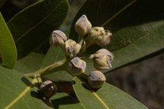 Flower-buds-of-California-Bay