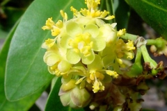 Flower-of-California-Bay