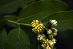 Opened-buds-of-California-Bay