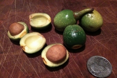 Opened-nuts-of-California-bay