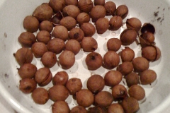 Roasted-California-Bay-nuts