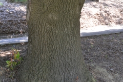 Trunk-of-California-Bay