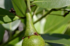 Unripe-fruit-of-California-bay