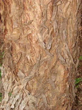 Bark-of-California-Peppertree