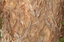 Bark-of-California-Peppertree