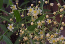 Flowers-of-California-Peppertree