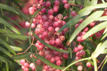 Fruis-of-California-Peppertree