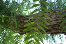 Leaves-of-California-Peppertree
