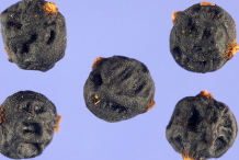 Seeds-of-California-Peppertree