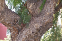 Trunk-of-California-Peppertree