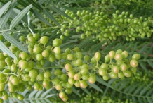Unripe-fruit-of-California-Peppertree