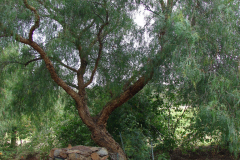 California-Peppertree