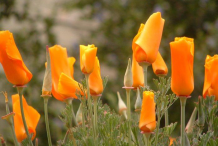 Buds-of-California-Poppy