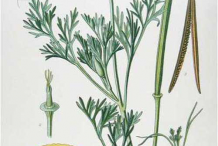 California-Poppy-Plant-Illustrations