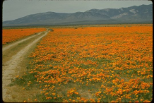 California-Poppy-Plant-growing-wild