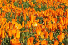 California-Poppy-farming