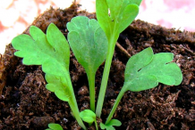 California-Poppy-saplings