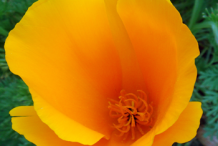Closer-view-of-Flower-of-California-Poppy