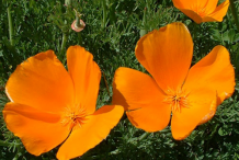 Flower-of-California-Poppy