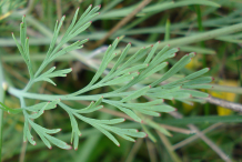 Leaves-of-California-Poppy