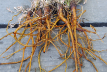 Roots-of-California-Poppy