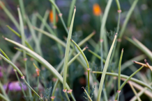 Seedpods-of-California-Poppy