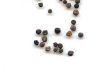 Seeds-of-California-Poppy