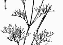 Sketch-of-California-Poppy-plant