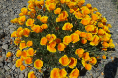 California-poppy-plant
