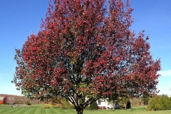 Autumn-color-of-Callery-pear